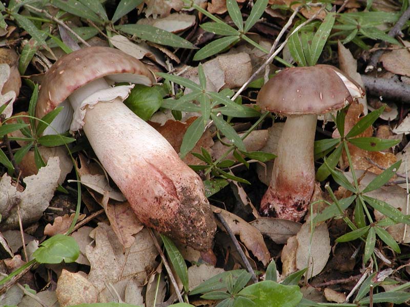 I tanti aspetti della Amanita rubescens